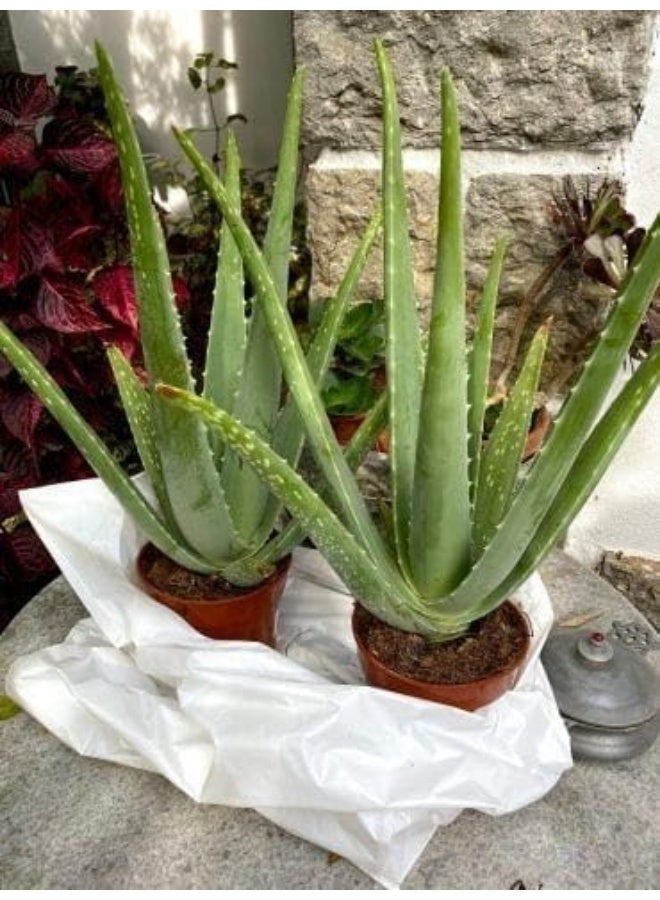 نبات الصبار الحي، نبات عصاري طبي للأماكن الداخلية، مجموعة من 2 نبات في أصيص - Image 1